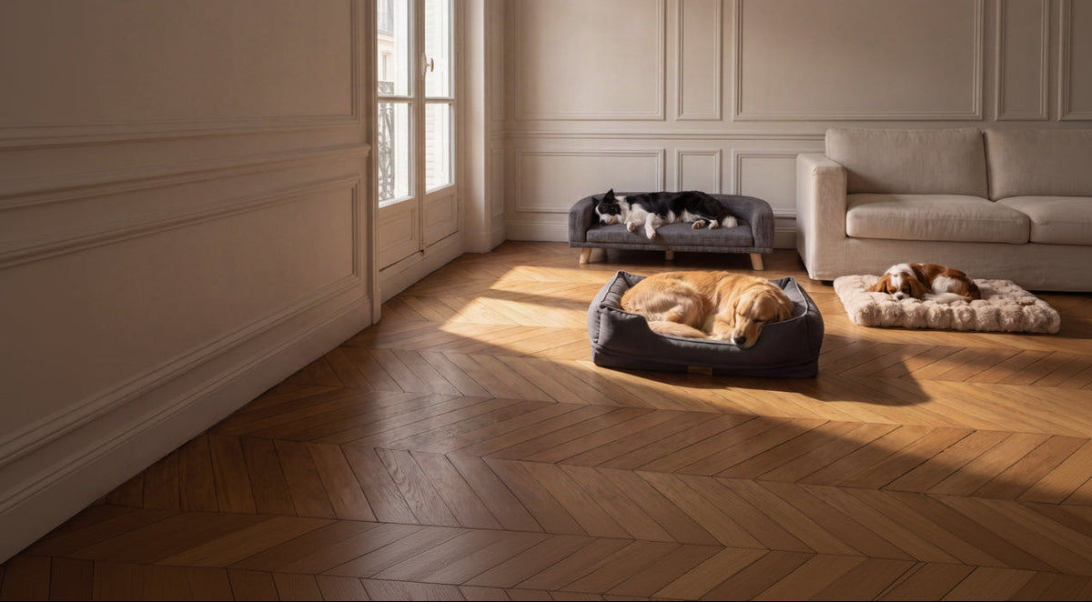 Trois couchages Anouki dans un salon : un chien endormi dans chacun, en fin d'après-midi